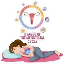 Understanding the Stages of the Menstrual Cycle: A Complete Guide - Love4u.store